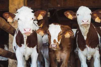 Cows Tagged