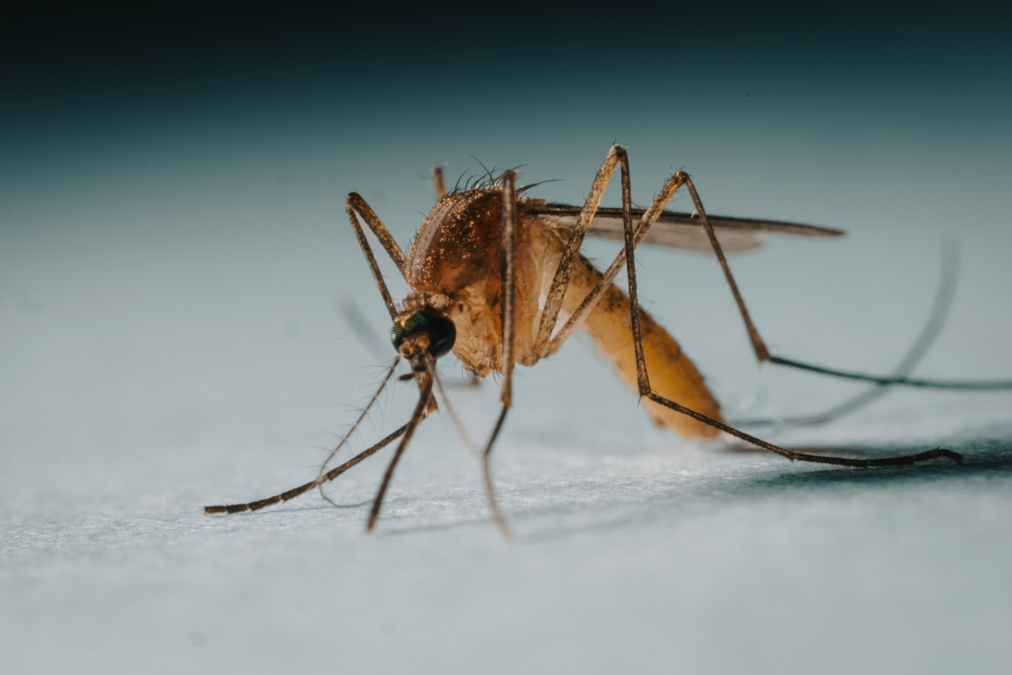 Mosquito 3