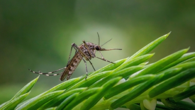 Floodwater Mosquito